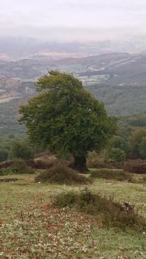 عکس شاه نشین (پش بالا)