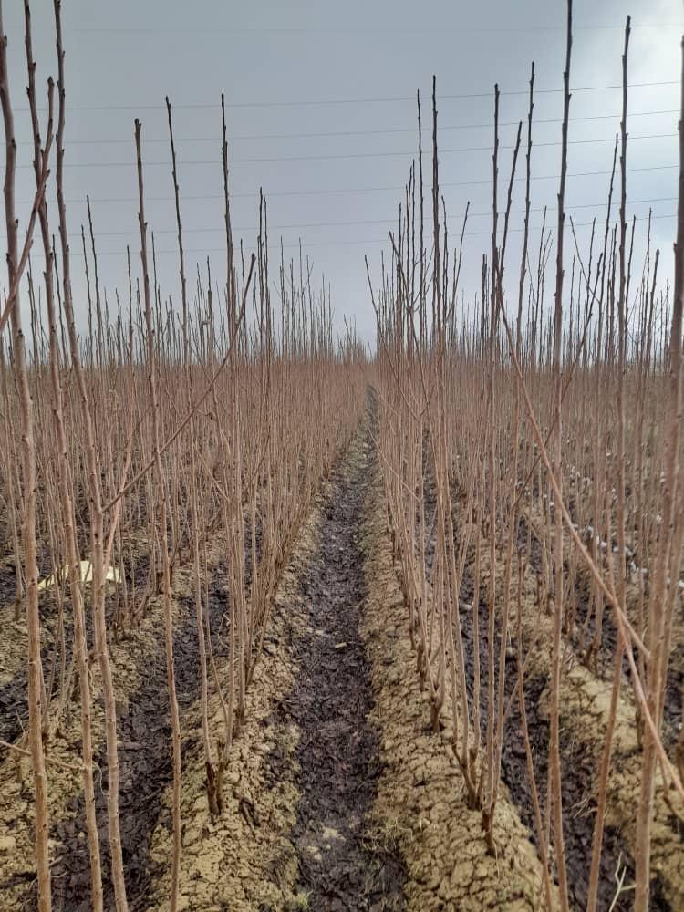 عکس نهالستان فتاحی