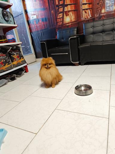 عکس پت شاپ منو تو پت