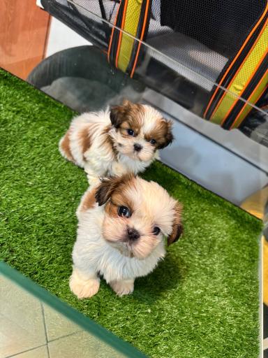 عکس پت شاپ منو تو پت