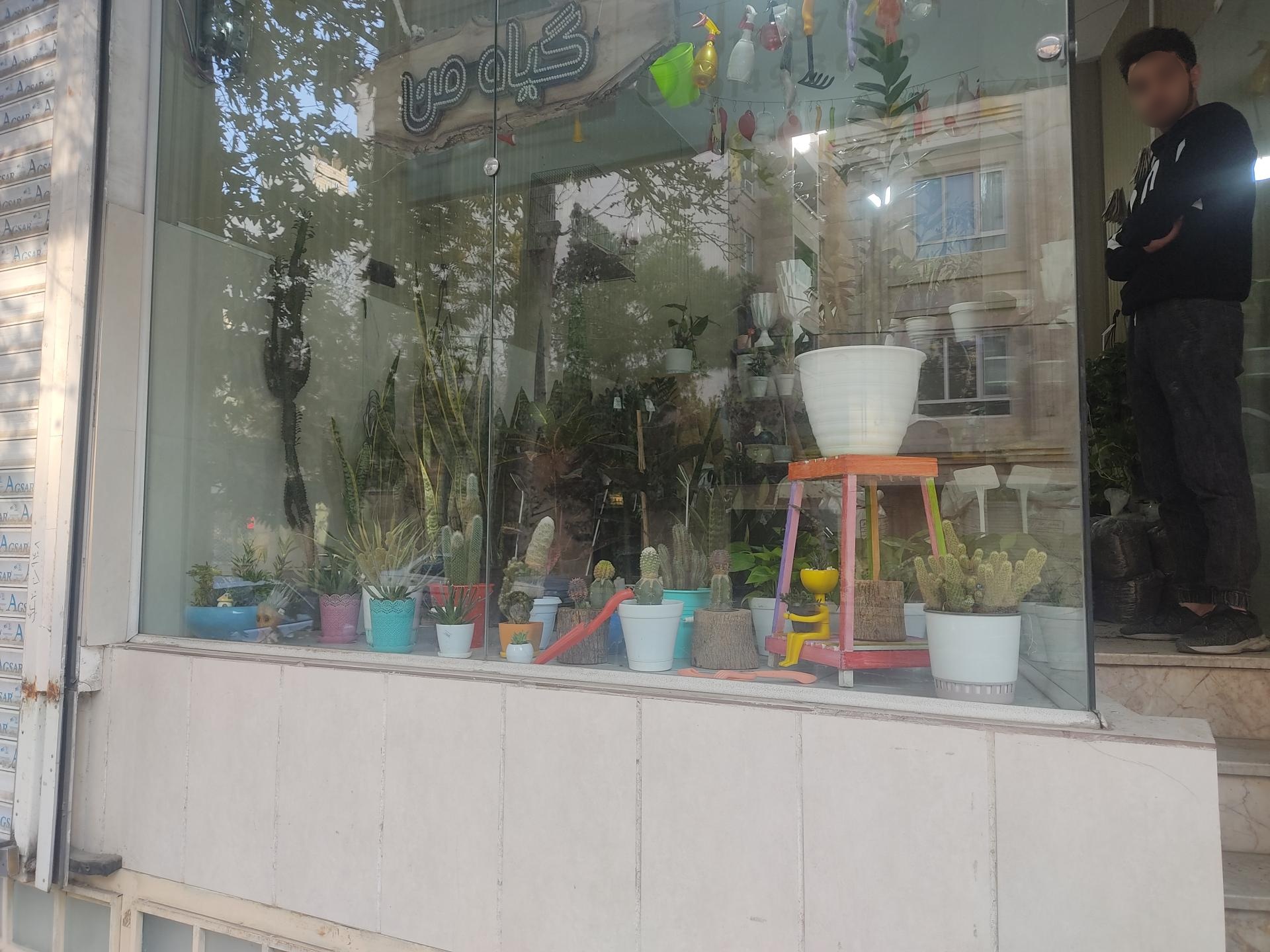 عکس گیاهان آپارتمانی گیاه من