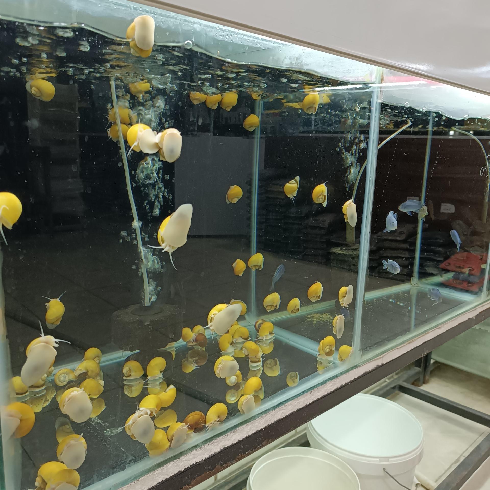 عکس اکواریوم حباب