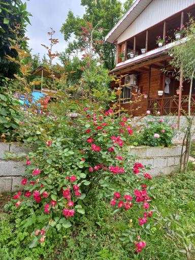 عکس کلبه چوبی سیروس نجفی 