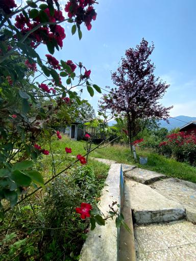 عکس کلبه چوبی سیروس نجفی 