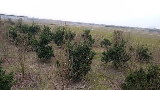 عکس مزرعه کریمی سیمرغ