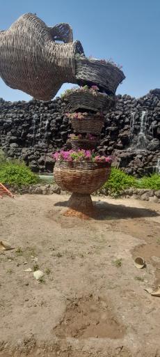 عکس بوستان زیتون