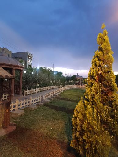 عکس بوستان زیتون