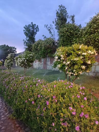 عکس بوستان زیتون