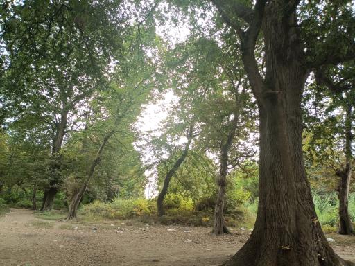 عکس جنگل تشبندان