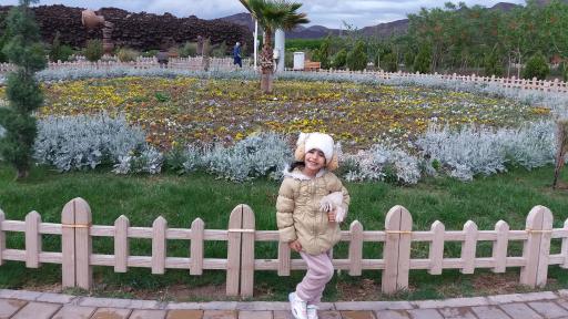 عکس بوستان زیتون