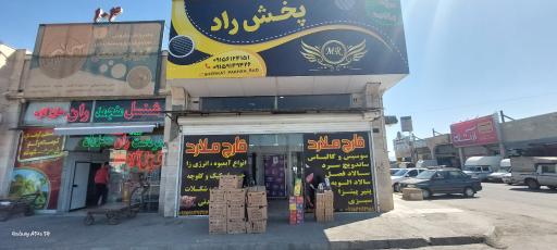 عکس پخش قارچ راد