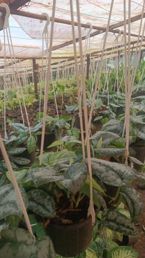 گلخانه نادری