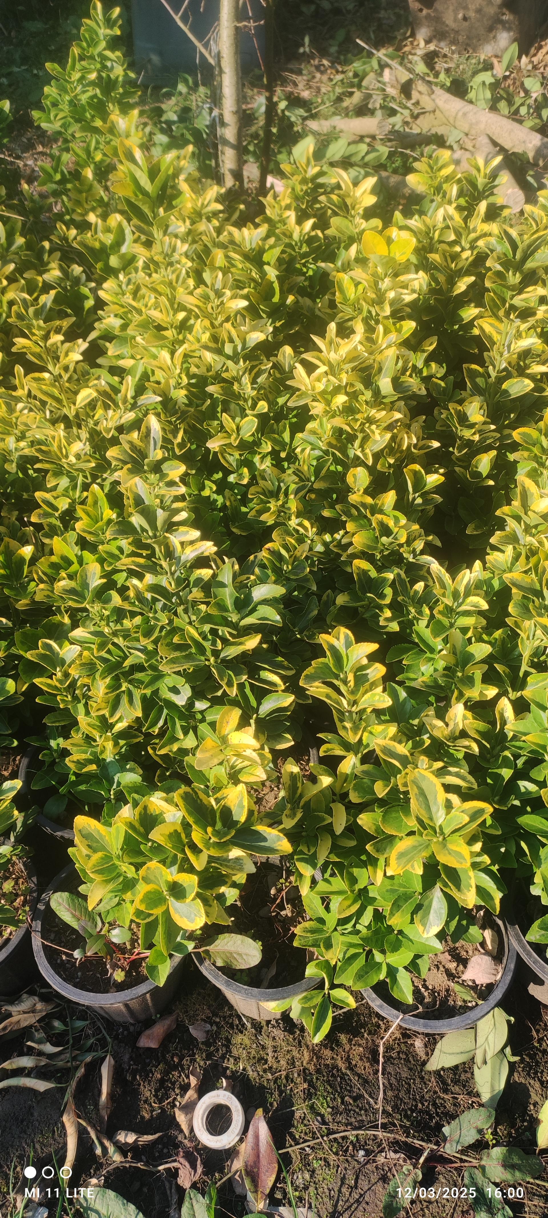 عکس تولیدی گل و گیاه