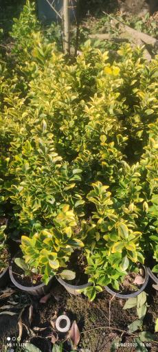 عکس تولیدی گل و گیاه