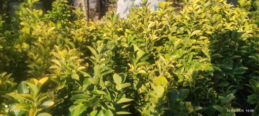 عکس تولیدی گل و گیاه