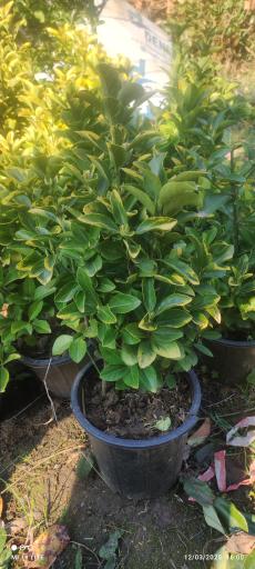 عکس تولیدی گل و گیاه