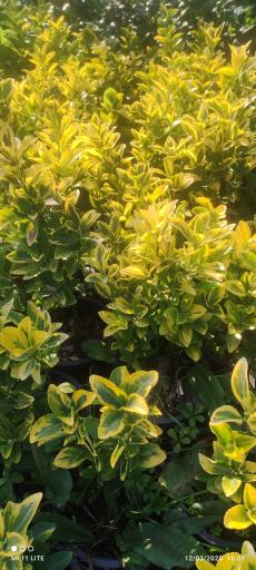 عکس تولیدی گل و گیاه