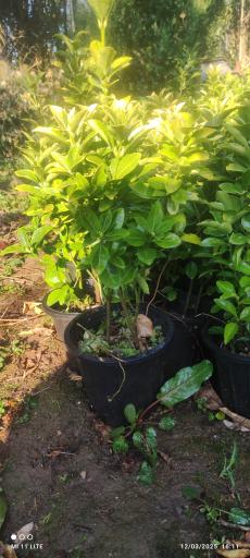 عکس تولیدی گل و گیاه