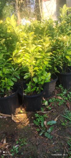 عکس تولیدی گل و گیاه