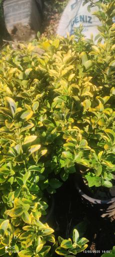 عکس تولیدی گل و گیاه