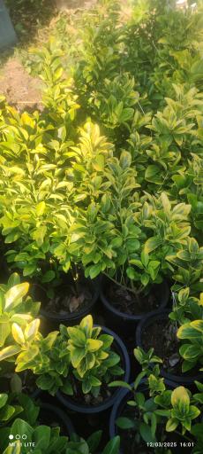 عکس تولیدی گل و گیاه