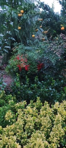 عکس تولیدی گل و گیاه