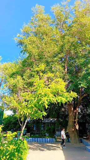 کمپ آسمان آبی 