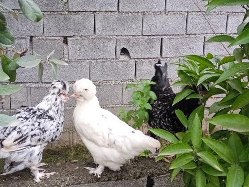 عکس مزرعه خوش بیان