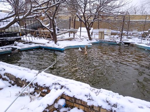 عکس مزرعه خوش بیان