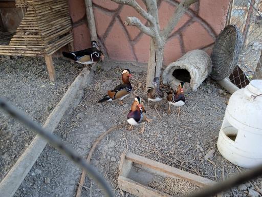 عکس مزرعه خوش بیان