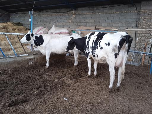 عکس مزرعه خوش بیان