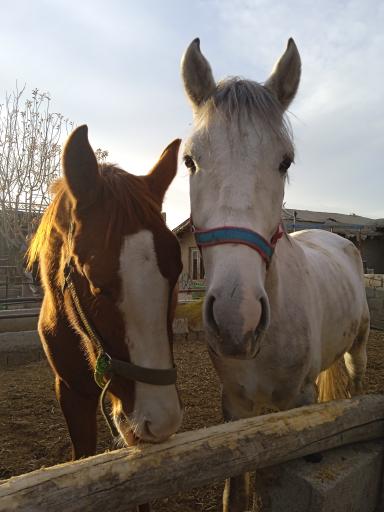 عکس مزرعه خوش بیان