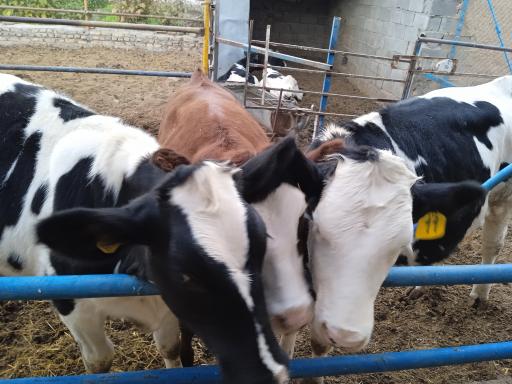 عکس مزرعه خوش بیان