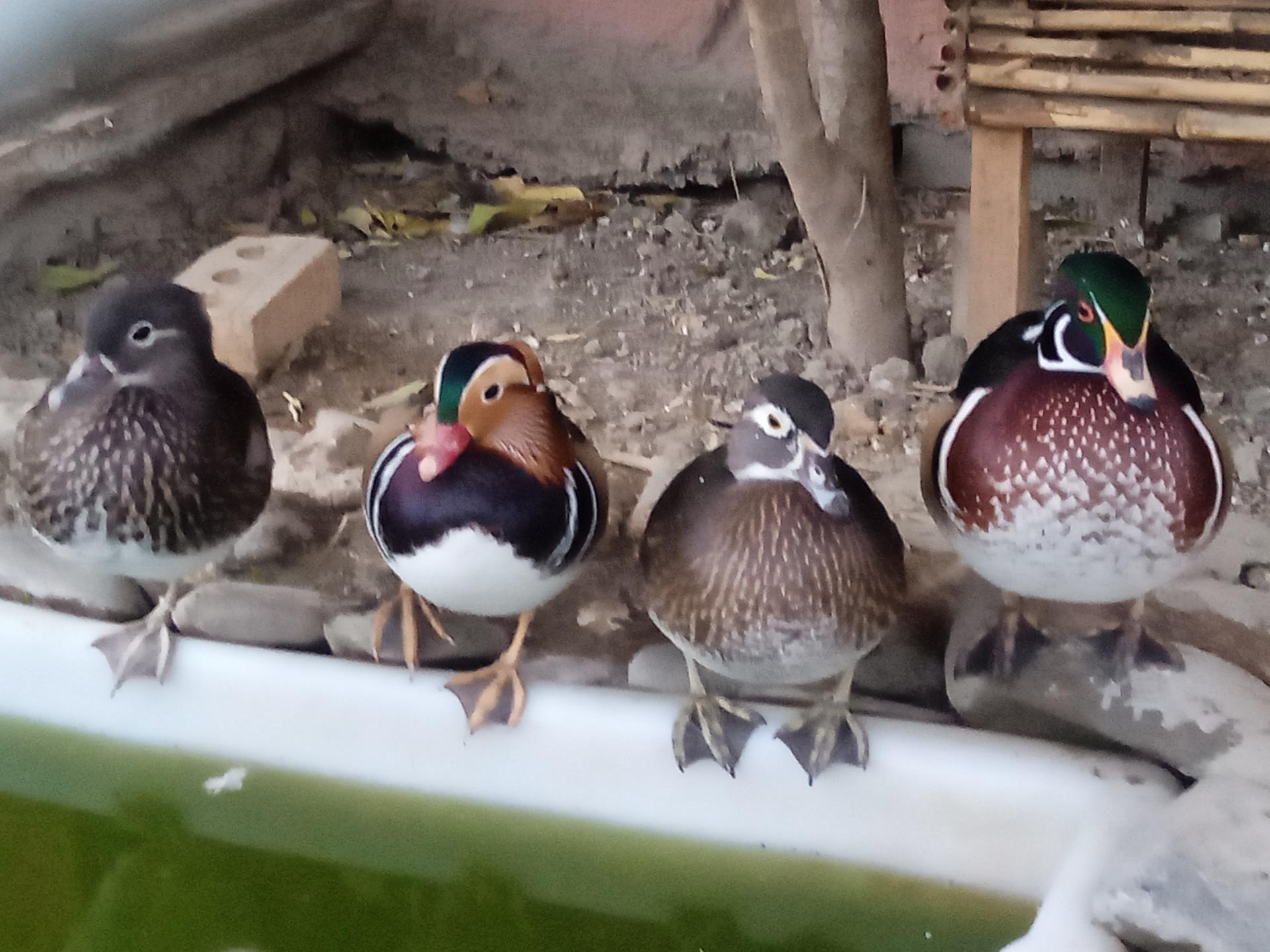 عکس مزرعه خوش بیان