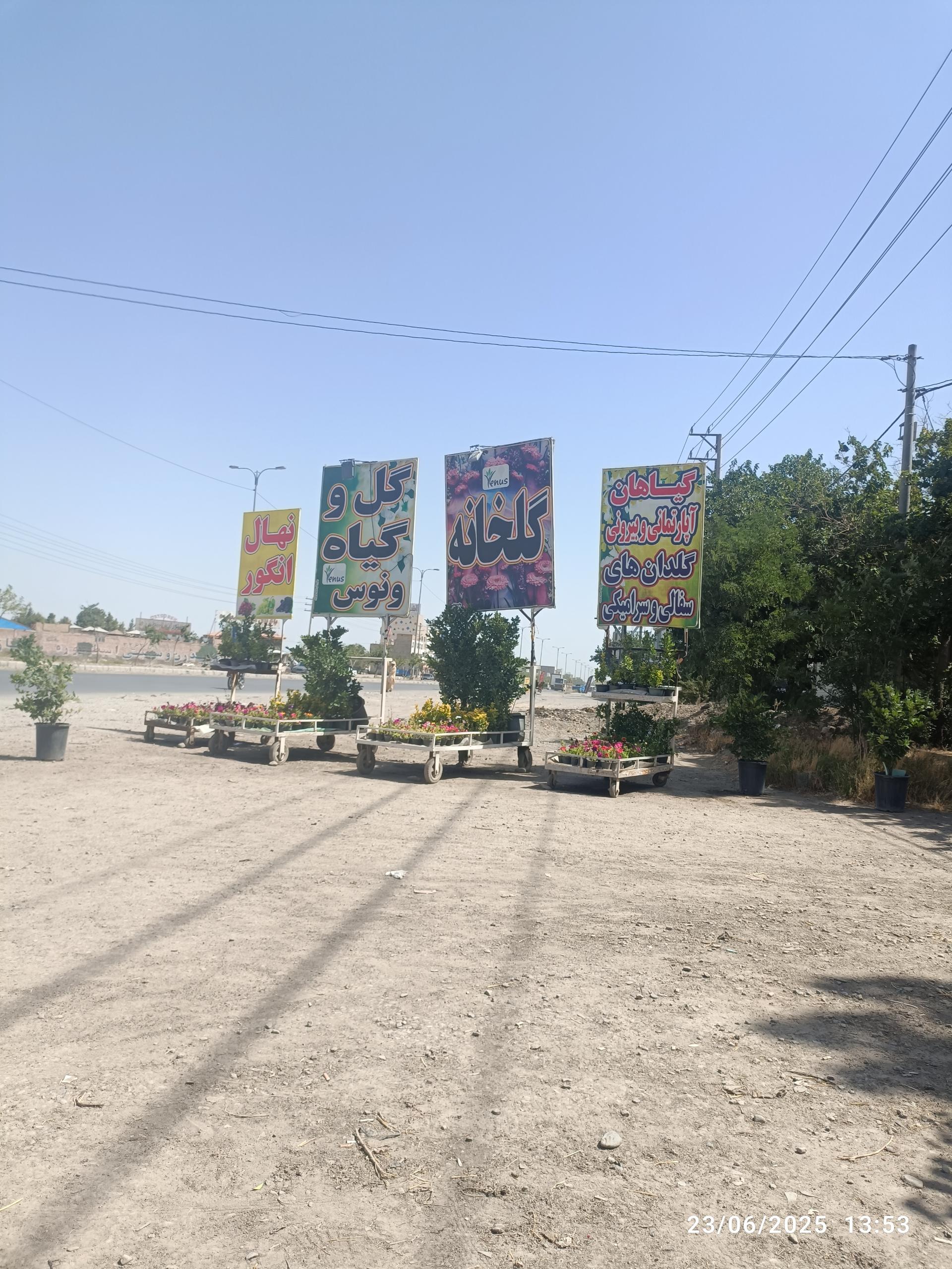 عکس گل وگیاه ونوس 