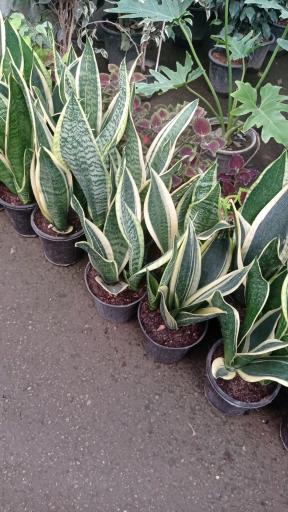 عکس گل وگیاه ونوس 