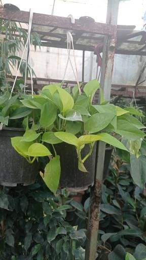 عکس گل وگیاه ونوس 