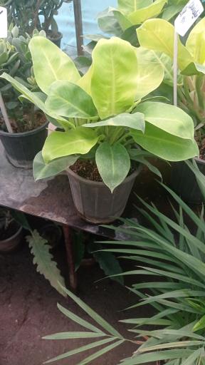 گل وگیاه ونوس 