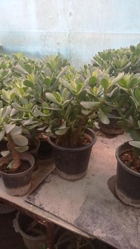 گل وگیاه ونوس 