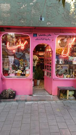 عکس گل کاملیا