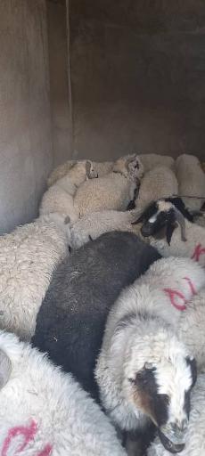 عکس فروش دام زنده (مختاری)