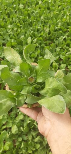 عکس دکتر پلنت