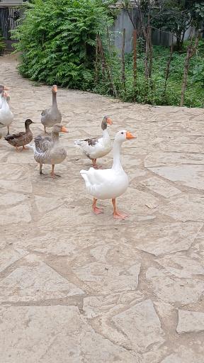 عکس اقامتگاه بومگردی تی تی بوم