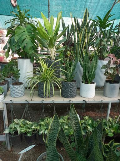 عکس گل و گیاه سی تو