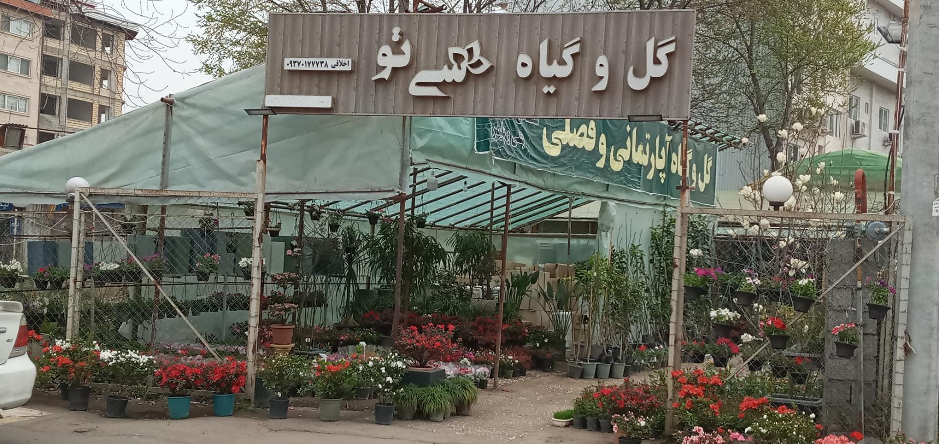 عکس گل و گیاه سی تو
