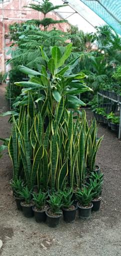 عکس گل و گیاه سی تو