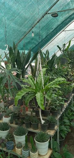 عکس گل و گیاه سی تو