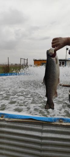 عکس مرکز فروش ماهی صدرا