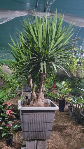 عکس گلخانه تولایی