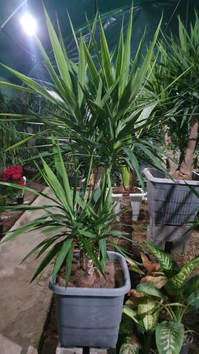 عکس گلخانه تولایی